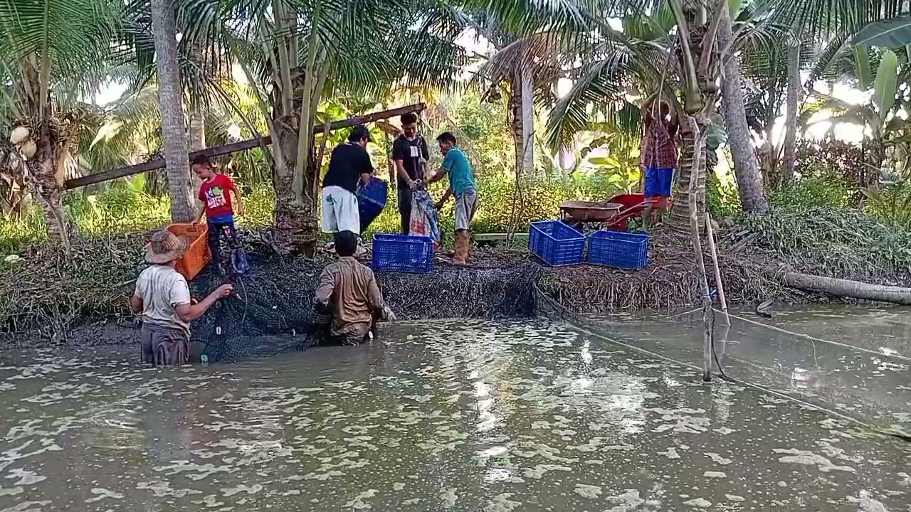 Panen ikan patin hari ke delapan bulan 10 tahun 2025