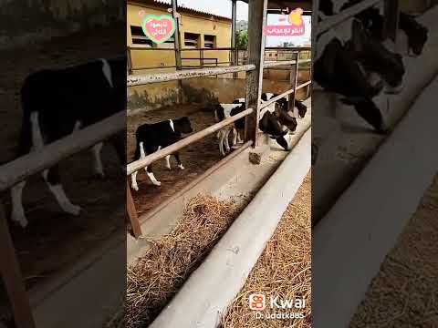 سجلات أوزان العجول للتخلص من الضعيف منها