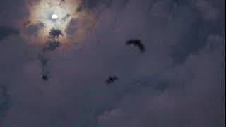 Black Flying-foxes fly below the moon Litchfield, NT