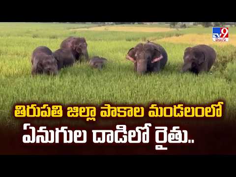 Vijayawada Crime News : తిరుపతి జిల్లా పాకాల మండలంలో ఏనుగుల దాడిలో రైతు.. - TV9 - TV9