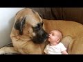 English Mastiff and Baby Compilation