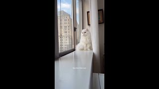 Traveling as a Cat Owner