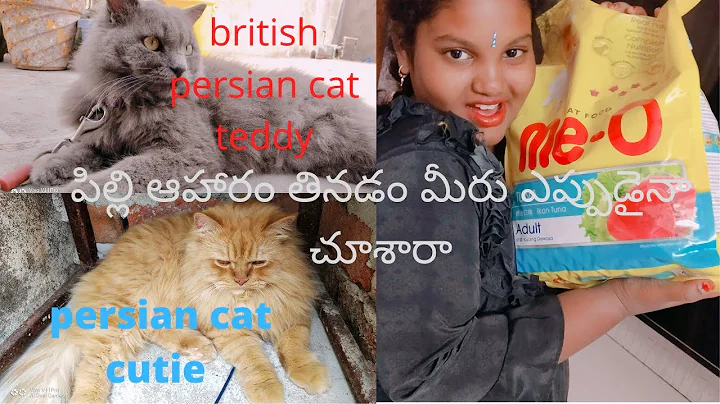Video 276121: persian cat food review, persian cat pets, persian cats indian