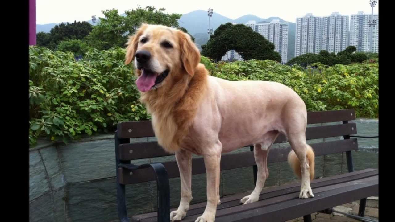 99+ Golden Retriever Haircut Before And After