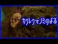 【クマノミの共生】海水魚飼育の楽しさを実感するクマノミの共生(*´ω｀)【初心者海水魚】