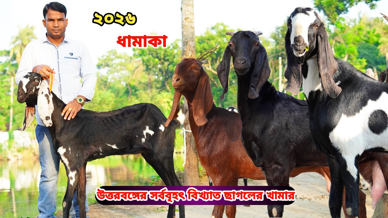 সর্বনিম্ন রেটে দেশসেরা আকর্ষণীয় সুঠাম দেহের সর্বশ্রেষ্ঠ সুপারহিট তোতাপুরী,হরিয়ানা,শিরোহি ও বিটল।