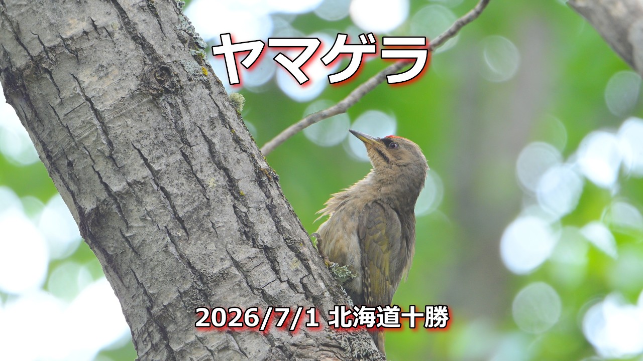 北海道旅2026】今日のヤマゲラ。未だ子供は巣立ってないみたい - YouTube