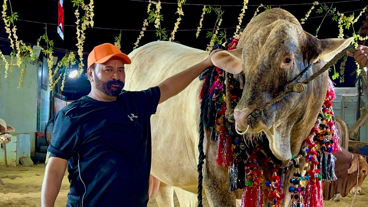 Brangus Bull Pakistan ka Sab se bara bachra apne ghar gaya qurbani 2024 ...