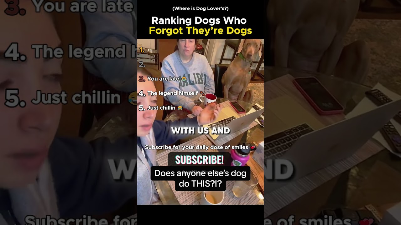 Рейтинг собак, которые забыли, что они собаки 😂