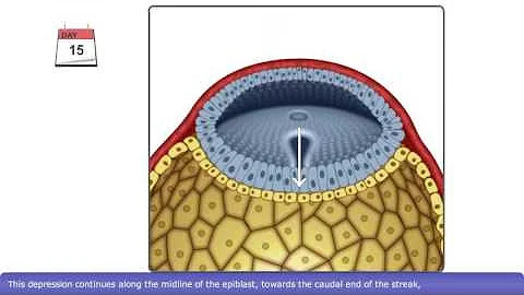 The Process of Gastrulation