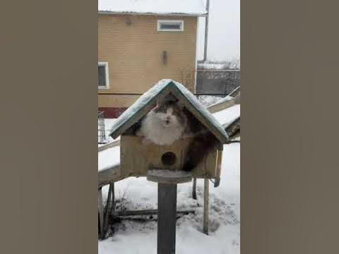 Ну допустим чирик-чирик:) - YouTube