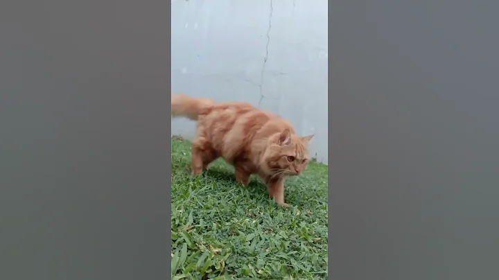 Watch the video about Cute joy like a lion.pls like, subscribe#cat#catlover#cutecat#trending#viral#ytshorts #mainecoon