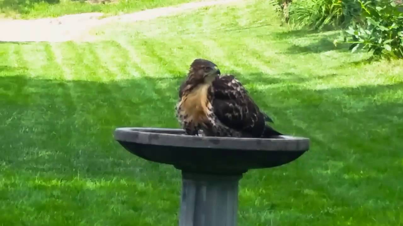 red tailed hawk bird bath in lincoln nebraska youtube red tailed hawk bird bath in lincoln nebraska youtube