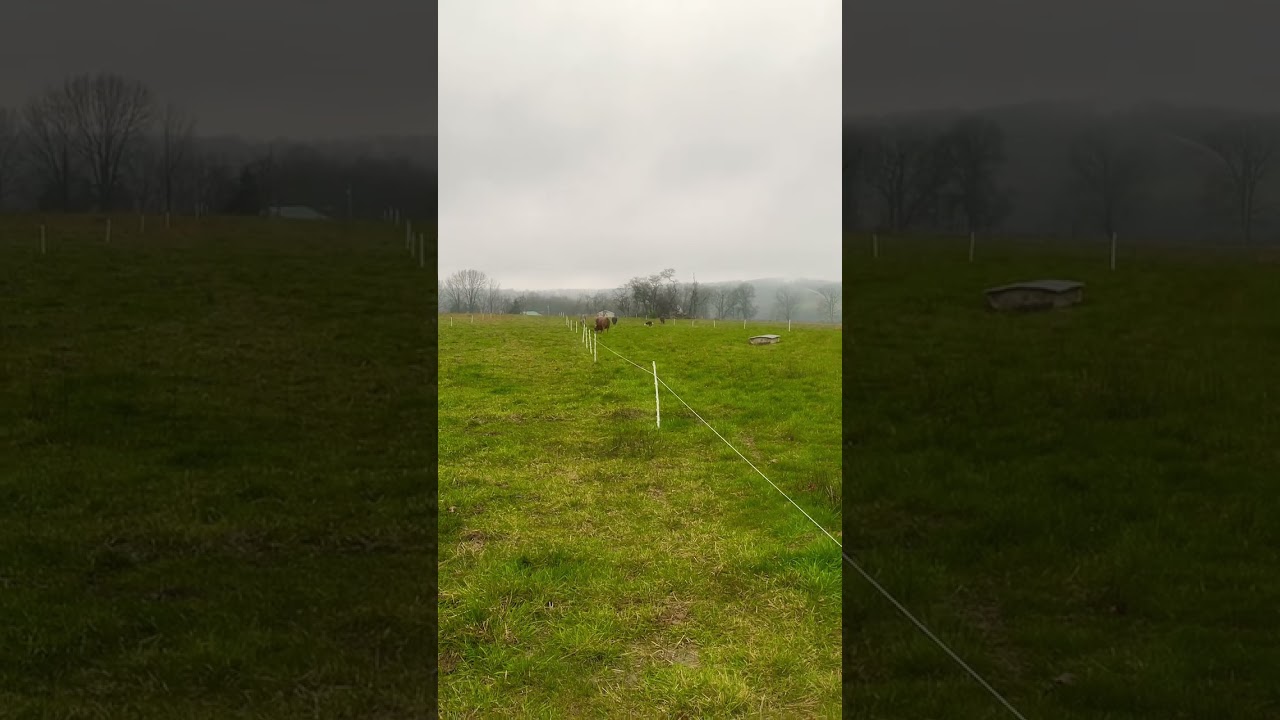 A wet and soggy evening! Cow move. 