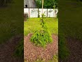 Ель обыкновенная Дансинг Флор (Picea abies Dancing Floor)