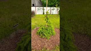Ель обыкновенная Дансинг Флор (Picea abies Dancing Floor)