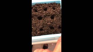 Sowing Paw Paw, Gogi Berry, and Sea Buckthorn Seeds at Home