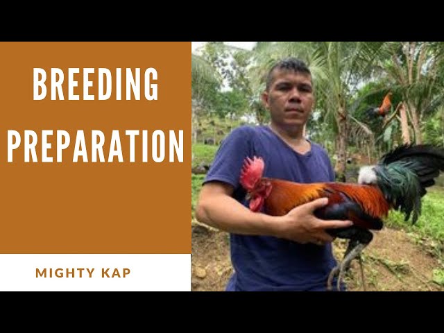 Breeding Preparation or Priming of breeding stocks