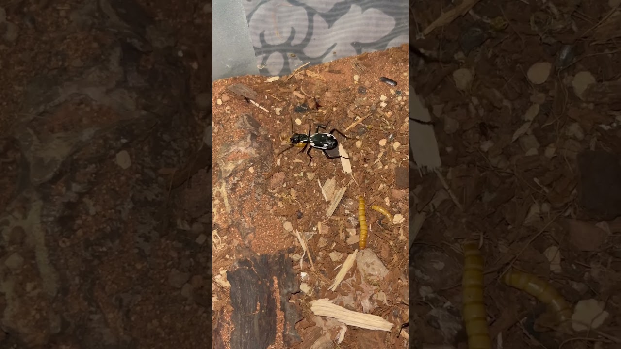 Anthia sexmaculata - Egyptian predator beetle 