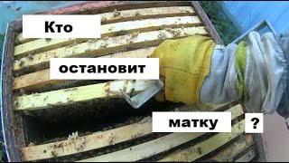 видео: Как остановить матку осенью ? картинка: Как остановить матку осенью ?
