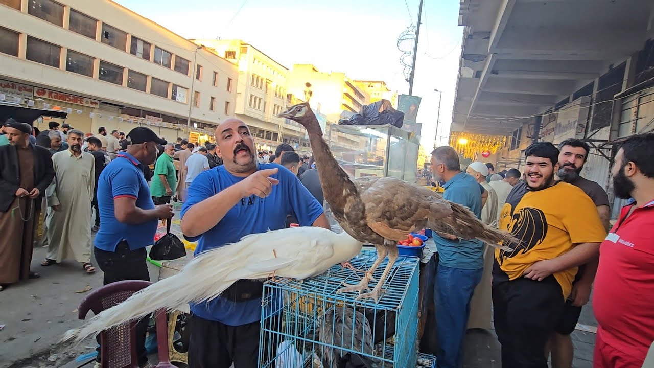 سوق الغزل يوم الجمعة انواع الحيوانات والطيور 31 اكتوبر 2025