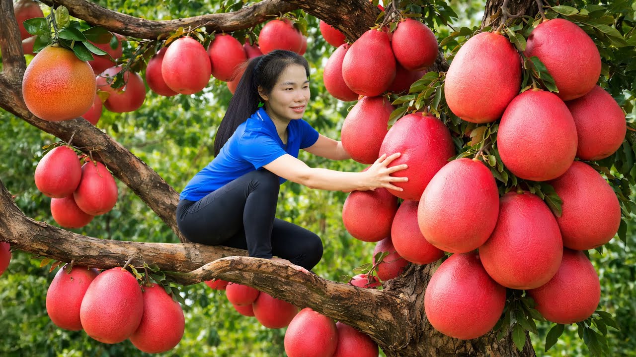 Harvesting Many Fire Pomelos & Taking Them to the Rural Market to Sell | Simple Rural Life