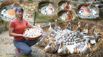 REWIND TIMELAPSE --Build Many Nest For Hens To Lay Egg, Harvest Chicken Eggs, Duck Eggs