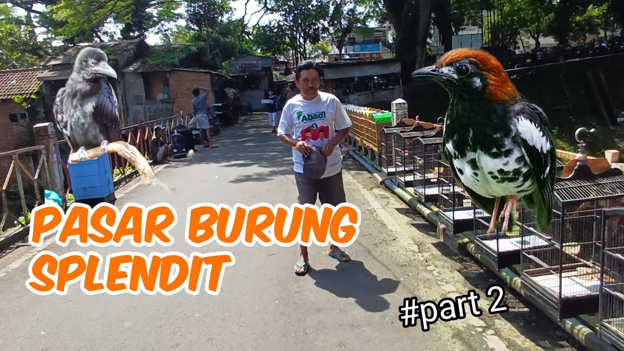 PASAR SPLENDID MALANG DARI BURUNG BUNGKUSAN SAMPAI BURUNG GAGAK ADA SEMUA