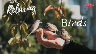 Bird Sounds Relaxation 30 Minutes| Relaxing, Stress Relief| Clever Relaxing Music screenshot 4