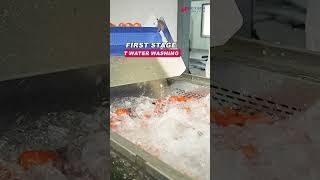 Nexgen 3-Stage Vegetable Washing Machine | Efficient & Hygienic Produce Cleaning | NEXGEN HYGIENE.