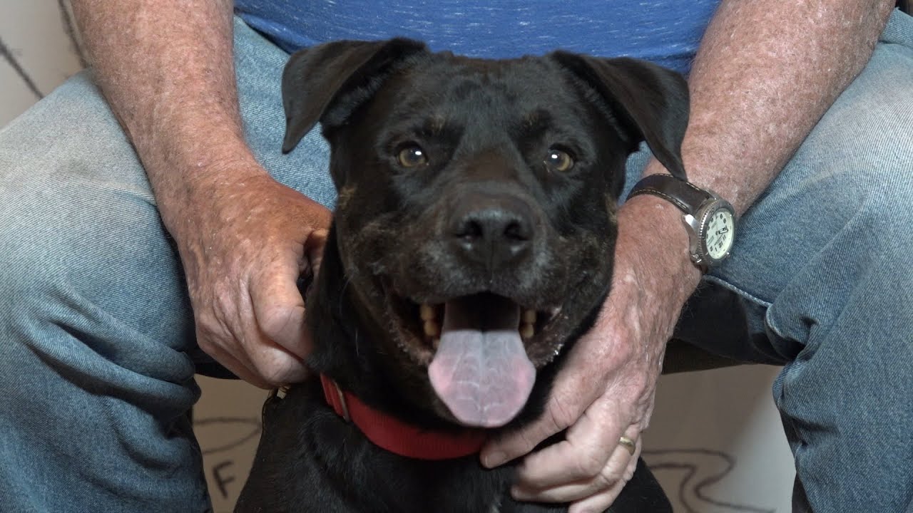 VVHS Tank 2 year old Rottie-Staffy mix - YouTube
