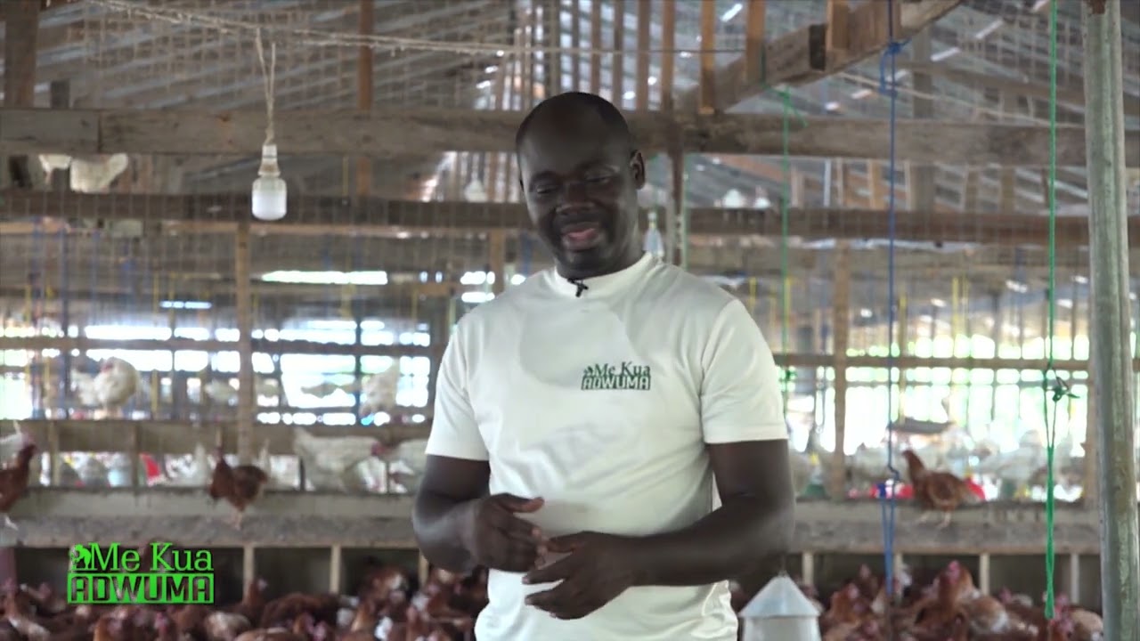 I QUIT DRIVING (TRO TRO JOB) AND VENTURED INTO POULTRY FARMING, 40,000 BIRDS NOW