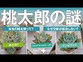 【多肉植物/桃太郎】みんなで考えましょう 桃太郎の謎【サボテン相談室 羽兼直行】