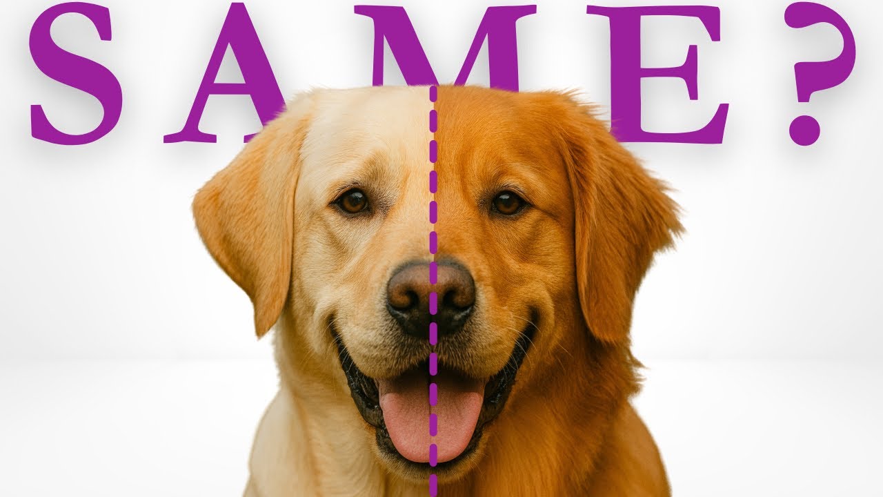 4 Ways Labs Are Completely Different From Goldens