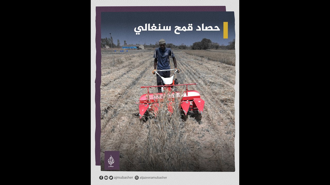 بعد جهد استمر لسنوات.. السنغال تحصد أول قمح محلي تجريبي