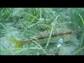 Red mullet underwater in sithonia halkidiki greece with shark fin scuba diving centre