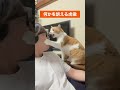 猫が何か訴えてくると思ったら…#shorts #虎徹 #猫 #煉 #猫のいる暮らし