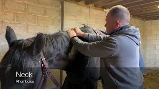 Famous Module 4 Case Study   Horse B   Neck Profile