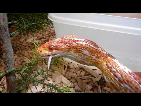 Elaphe guttata Panasonic TZ7 vidéo N°2.mp4