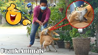 Fake Tiger Prank Vs Real Dog New Funny Animal Comedy Video _ Try Not To Laugh Prank Video by Prank Animals 10,917 views 3 years ago 2 minutes, 25 seconds
