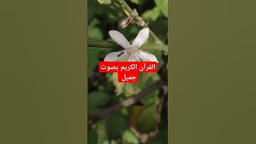 القرآن الكريم بصوت جميل #اكسبلور #قرآن #تيك_توك #ترند #quran #القرآن_الكريم