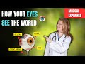 Human Eye – Structure, Function & Vision Explained | Medical Lecture