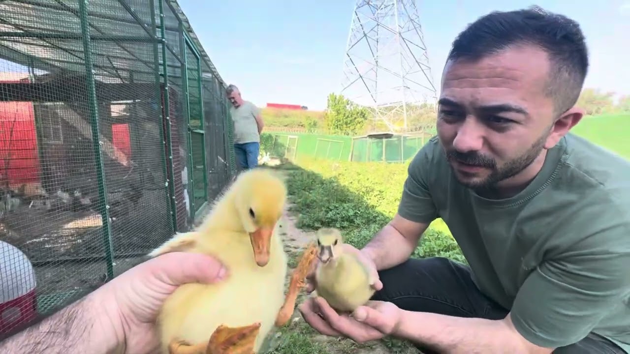 POSTACILARA YABİKLERLE MEYDAN OKUYAN CENGİZ  BAKIN NELER YAPTI