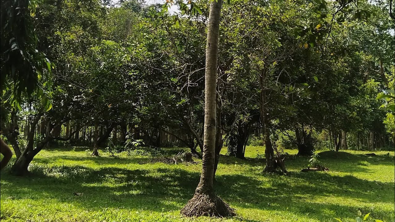 (P# 635) 5.2 hectares Farm Lot @ 1,200/sqm negotiable in Magdalena, Laguna for sale