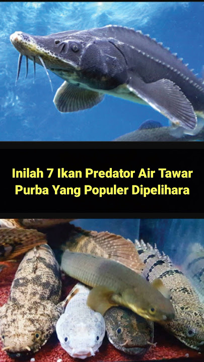 7 ikan predator air tawar purba yang populer di pelihara #shorts