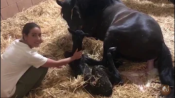 ¿Cómo se llama el parto de un caballo?