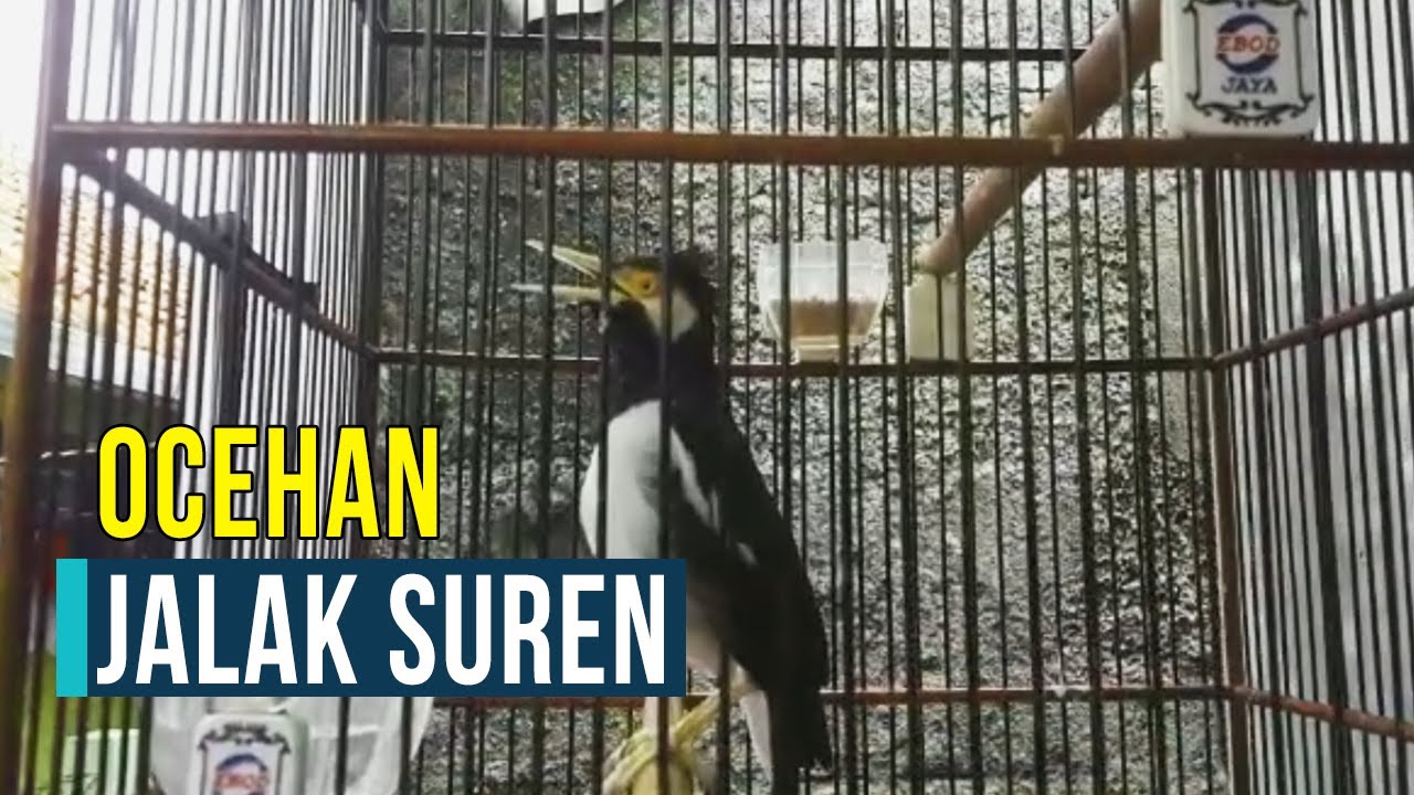 Kicau Burung Jalak Suren Gacor Suaranya 