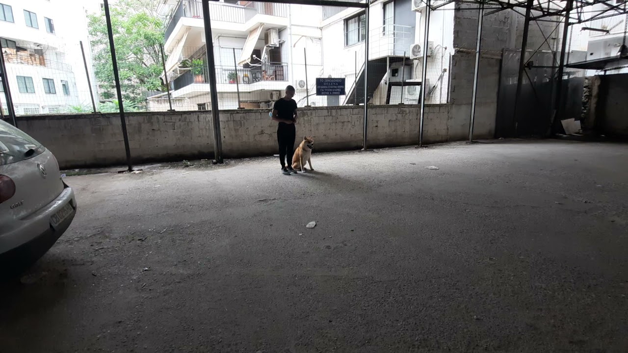 how I train my Akita inu dog. my obedient dog Akita. Εκπαιδεύοντας το ακιτα , το υπάκουο ακιτα μου.