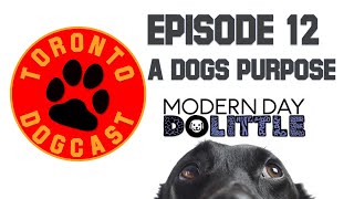 A Dogs Purpose & Your Dogs Personality - The Toronto Dogcast by The Toronto Dog Whisperer AKA - Dog Nerd 255 views 4 years ago 43 minutes