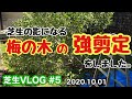 芝生のために梅の木を切りました。日当たり改善、掃除の様子です。芝生VLOG #5